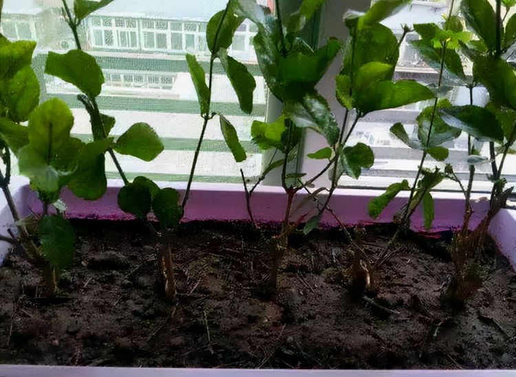 盆栽施肥方法,盆栽怎么施肥料教学视频