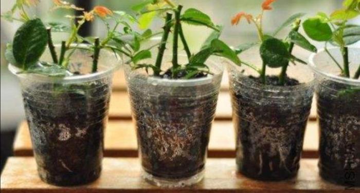 盆栽花卉养护方法,盆栽花卉养殖技术