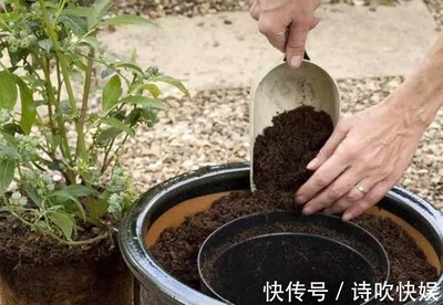 盆栽有机土壤的制作,盆栽有机肥怎么制作