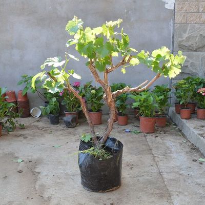 盆栽果树的特点及栽培方法图片,盆栽果树种植方法和注意事项