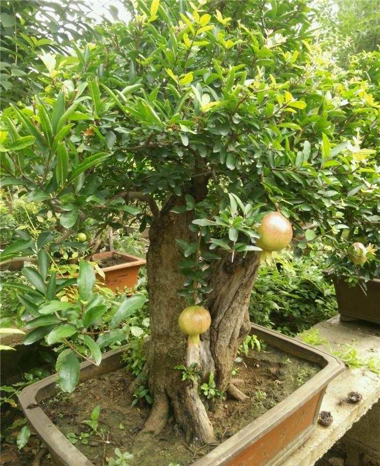 盆栽果树怎么养才能又大又甜又好养,盆栽果树种植技术