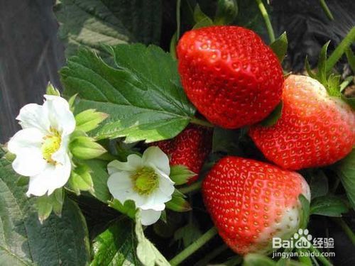 大棚草莓的种植方法和技术[大棚草莓的种植方法有人熟悉吗?]