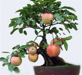 盆栽果树的种植方法视频讲解摆件图片大全,盆栽果树怎么养才能又大又甜