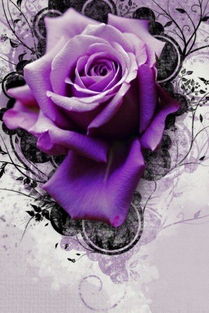 一朵紫玫瑰花图片[一朵紫玫瑰代表什么]