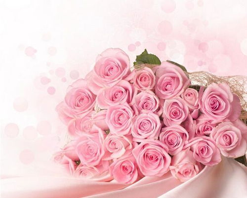 粉色玫瑰花花语是什么[粉色玫瑰花花语是什么?]
