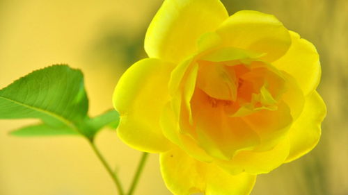黄玫瑰的花语是啥[黄玫瑰花的花语和象征]