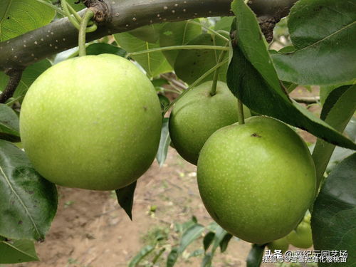 梨树全年病虫害防治最佳配方,梨树主要病虫害的防治