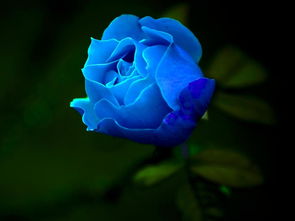 两朵蓝玫瑰花语,两朵蓝玫瑰花图片