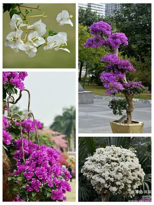 深圳的市花叫什么名字,深圳市的市花叫什么名