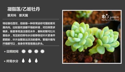 景天植物介绍,景天植物图片怎样养殖