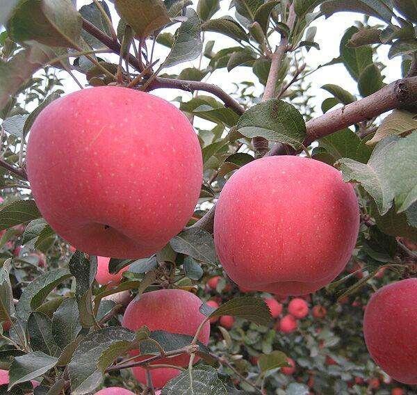 红富士苹果几月份成熟,红富士苹果什么时间上市