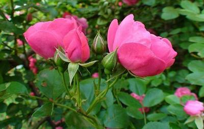 寓意为蔷薇的英文名,蔷薇花英文名字