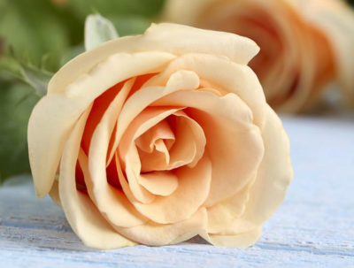 不同数量玫瑰花语,不同数量玫瑰花的含义和代表什么