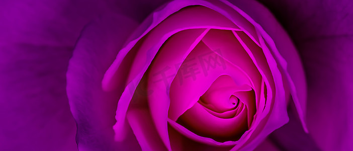 紫色玫瑰背景,紫色玫瑰背景音乐