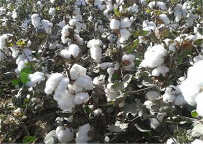 棉花多少钱一斤2022,棉花多少钱一斤2022市场价