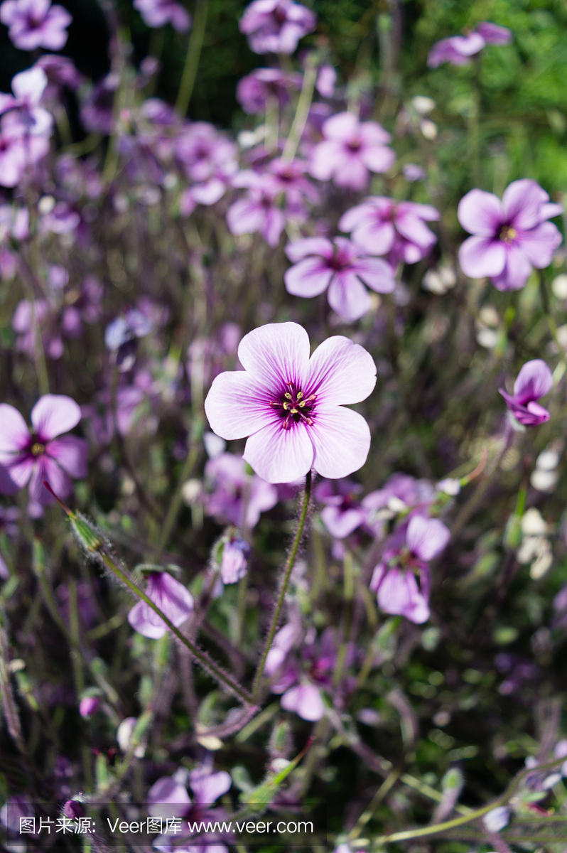 天竺葵紫罗兰图片,天竺葵紫玫瑰的图片