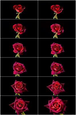 真正的玫瑰有几种颜色,真正的玫瑰有多少种