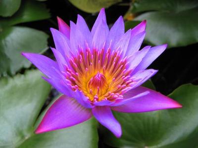 紫色睡莲花语和象征意义,紫色睡莲花的花语和寓意