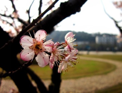 樱桃花的图片,樱桃花的图片大全 最美
