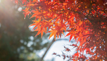 小叶红杨树盆景,小叶红杨树盆景图片大全
