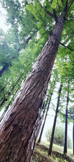 为什么说水杉是活化石,为什么说水杉树是活化石