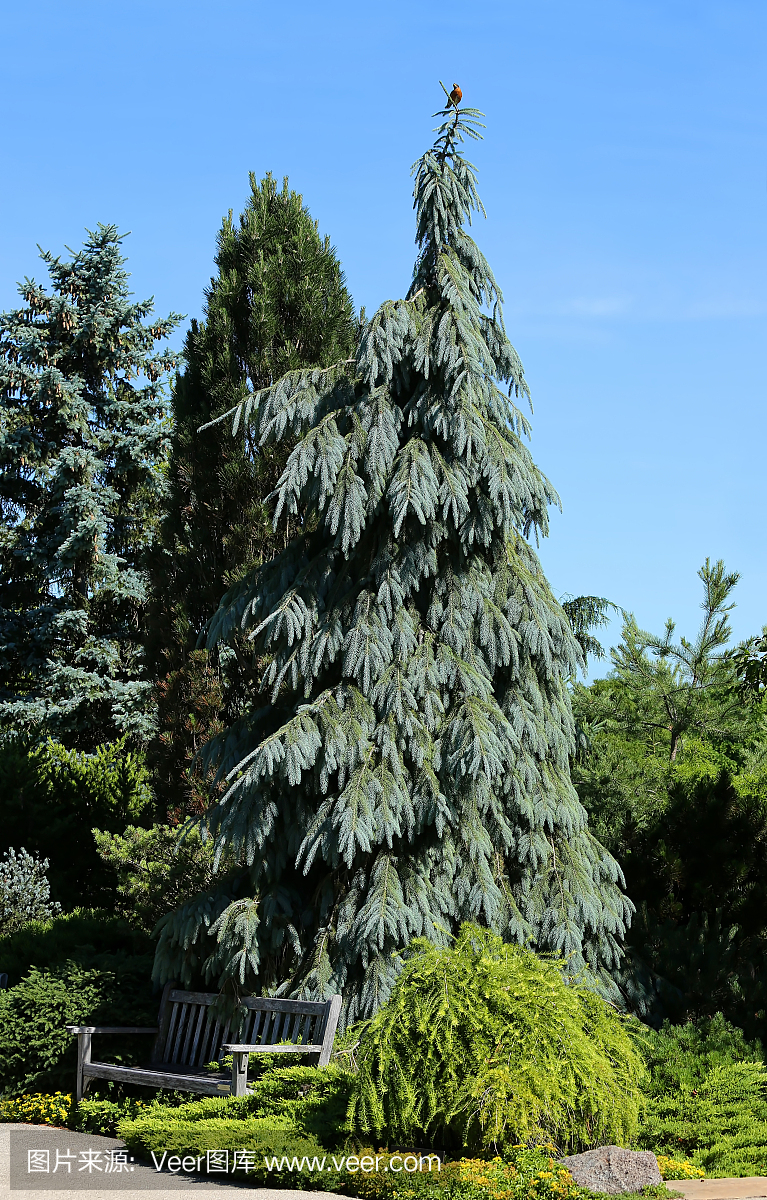 蓝杉树图片,美国蓝杉树多少钱一颗
