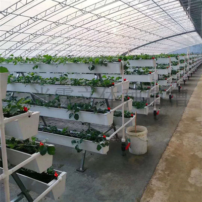 草莓大棚种植,草莓大棚种植时间